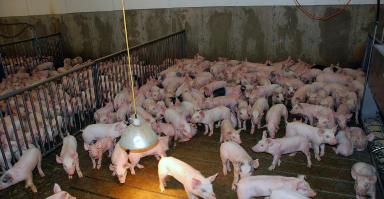 Determining optimum stocking density in nursery pigs — Tosh Farms